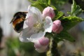 fleur de pommier et un bourdon non conciliant